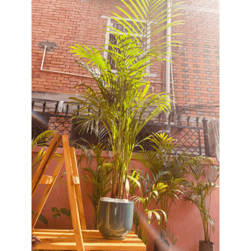 Arica Palm with Ceramic 8inch Vase
